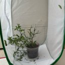 나비 한살이 | 호랑나비 키우기 2｜아이랑 집에서 한살이 자연관찰 (알부터 성충까지)