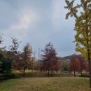 WITTY PUPPY 이미지