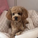 어글리독 이미지