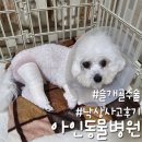 초록동물병원 | 강아지 슬개골 수술 후기 및 비용 I 아인동물병원 [탈구 4기]