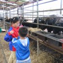 염소우리 이미지