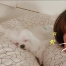 짱구네 동물병원 이미지