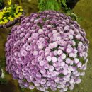 모람공원 이미지