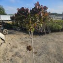 수입)몽환적인 자엽안개나무 로얄퍼플-스탠다드형, 사이즈-소 이미지