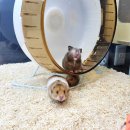 와우펫앤쥬 양산점 이미지