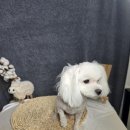 주견야DOG 이미지