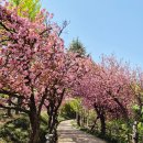 화원동산 전망대 | 대구 겹벚꽃 명소_화원유원지 화원 동산 약초원, 만남의 광장