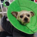 봄빛동물병원 이미지