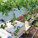 달창농장 이미지