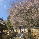 밀양향교 | 경남 밀양 매화 명소 밀양향교 다녀온 후기｜ 2026년 2월 22일 개화 50~60% 실시간