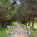 [전남/구례] 구례 가볼만한 곳 추천｜사진 명소 "천개의향나무숲" 방문 후기