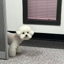 사람과 애견미용 이미지