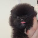 푸른들동물병원 이미지