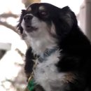 루루 반려견 이미지