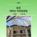 대야산자연휴양림 | 문경 대야산 자연휴양림 조릿대 후기 | 21개월 아기랑 여행, 벚꽃 뷰 숙소