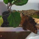 가지와나니 이미지