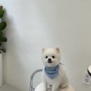 퍼피포피 이미지