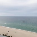 강릉경포물회 이미지