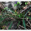 아이나래풀 이미지