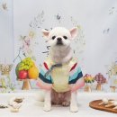 강아지풍경