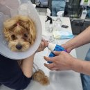 네일하는 강아지 이미지