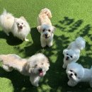 위드온 반려견 교육센터 | 위드온애견유치원 넓은 운동장에서 마음껏 뛰어노는 일산대형견유치원