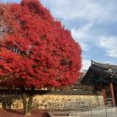 용인이씨 묘역 및 이보혁 신도비 | 시간이 멈춘 듯 아름다운 파주 이이 유적, 가을 단풍과 함께한 특별한 하루