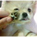 강새이 Daum카페