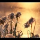 나무와새 이미지