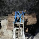 천상의 나무 이미지