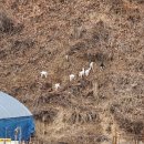 청아목장 네이버블로그