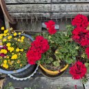 6월10일 화요일 창원방출석부 함안 강주리 해바라기 축제 이미지