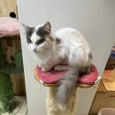 (주)네오딘바이오벳 | [고양이소화기림포마] 첫째 루디.. 장 림포마 진단