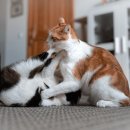 세바코리아 이미지