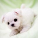 보송보송 이미지