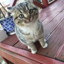 토실 토실 이미지