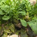 제천로컬푸드협동조합 | 제천 퍼머컬처 협동조합 만들기와 로컬푸드 개념정리