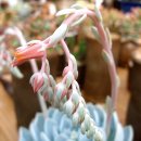 천사농장 이미지