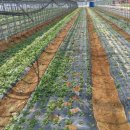 성식농장 이미지