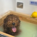 하이댕댕 펫살롱 이미지