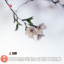 완산시장 진입로~공설시장 화장실 | 전주 겹벚꽃 명소 완산칠봉 꽃동산 실시간 개화 현황