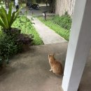 내방안 고양이 | 치앙마이 감성 숙소 추천, 여자 혼자 여행 리조트 호시하나 내돈내산 솔직후기