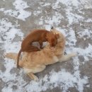 스타독스 이미지