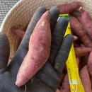 무안농장 이미지