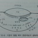 ★10.수목의 수분흡수와 증산작용 이미지