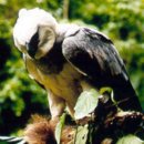 독수리계의 최강자, 하아피 이글 (Harpy eagle) 이미지