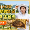 2026년 6시 내고향 춘천 벌꿀집 여왕벌 꿀 구,매처·가,격 총정리