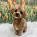 코지그루밍 이미지