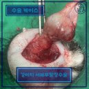 도담동물의료센터 | [홍천 도담] 강아지 서혜부탈장 수술케이스 - 도담동물의료센터