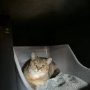 고양이 호텔 캣어스 트리마제점 | 소심한 냥이 안성맞춤 고양이 호텔